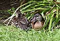 Anatidae Dendrocygna guttata 2