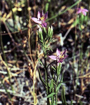 Arizona Centaury centaurium calycosum
