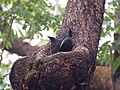 Asian Glossy Starling