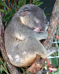 Australia Cairns Koala