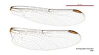 Austrogomphus divaricatus male wings (35019257816)