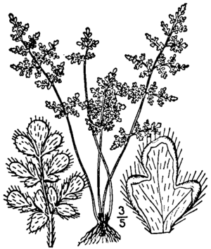 BB-0080 Cheilanthes feei