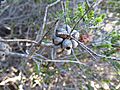Beaufortia aestiva (fruits)
