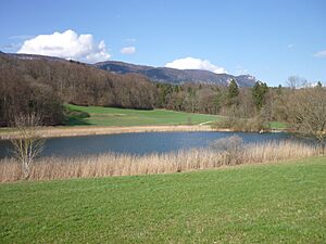 Bellacherweiher