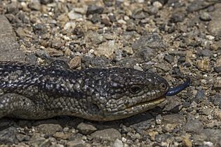 Blotched blue-tongued lizard (Tiliqua nigrolutea) showing tongue Ben Lomond