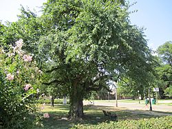 Bodock tree, the oldest in Rayville, is located between the Civic Center and the Rhymes Memorial Library.