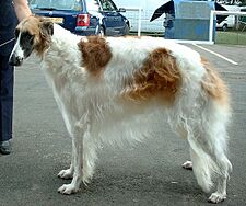Borzoi 600