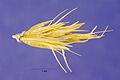Bouteloua repens USDA image