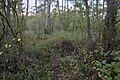 Brackland Rough 4