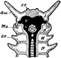 Britannica 1911 Arthropoda - Peripatus head