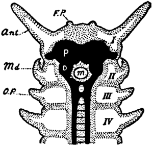 Britannica 1911 Arthropoda - Peripatus head