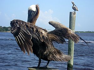 Brown-Pelican-Ponce-Inlet-FL