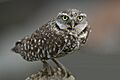Burrowing Owl (Athene cunicularia) (2261438123)