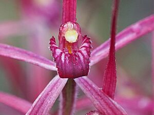 Caladenia dundasiae labellum detail