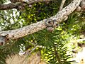 Calothamnus pinifolius (4)