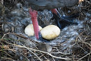 Cape Barren Nest with Eggs