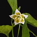 Capsicum baccatum Flower
