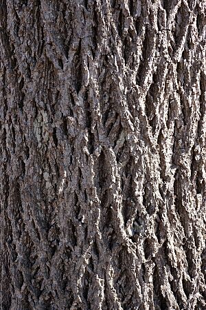 Carya cordiformis (Bitternut Hickory) (33323804856)