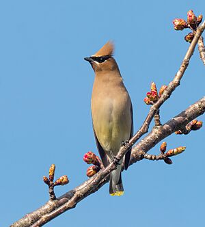 Cedar waxwing in Green-Wood Cemetery (55650)