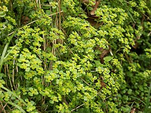 Chrysosplenium oppositifolium 240405b