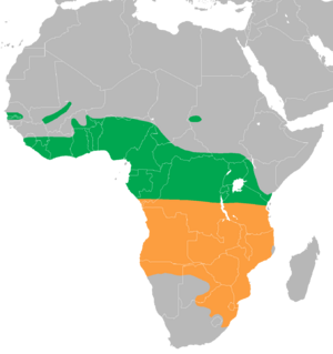 Map of Africa showing highlighted range. Year-round range covers most of equatorial Africa. Summer range covers southern much of southern Africa.