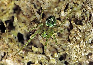 Cryptaranea Facts for Kids