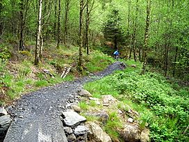 Cycle Trail in Kirroughtree Forest - geograph.org.uk - 431790.jpg