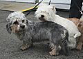 Dandie Dinmont terrier i West Highland White Terrier 2009 pl