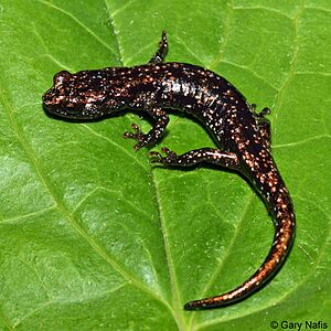 Dark Morph Wandering Salamander (Aneides vagrans) Sub-adult