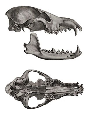 Description iconographique comparée du squelette et du système dentaire des mammifères récents et fossiles (Chrysocyon brachyurus skull)