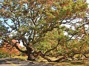 Dewey Oak Tree - White Oak, Granby, CT - October 17, 2010