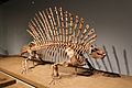 Edaphosaurus-Field Museum