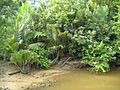 Ekosistem rawa di Pulau Bangka