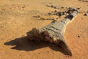 ElKurruPetrified Wood