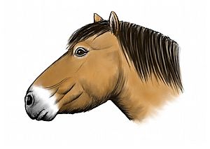 Equus ferus lambei