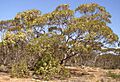 Eucalyptus-oleosa-tree-2