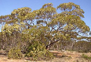 Eucalyptus-oleosa-tree-2