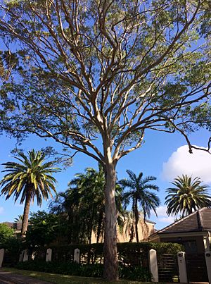 Eucalyptus tereticornis - full tree.jpg