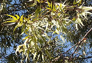 Eucalyptus wandoo 1