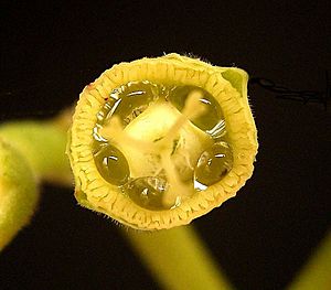 Euphorbia cupularis3