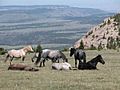 Feral horses - Pryor Mountain Wild Horse Range - Montana
