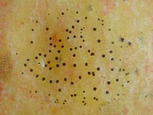 Schizothyrium pomi Facts for Kids