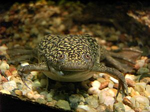 Gemeiner Krallenfrosch - Xenopus laevis - aus Afrika ArM