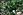 Lycopodium annotinum, synonym Spinulum annotinum, stiff clubmoss, Newport State Park