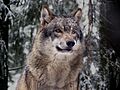 Grauwolf P1130272 new
