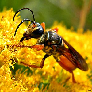 Great Golden Digger Wasp (Sphex ichneumoneus) (8155898363)