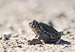 Great Plains Toad (15469071105).jpg