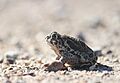 Great Plains Toad (15469071105)
