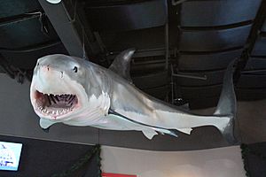 Great White Model at the Toledo Zoo