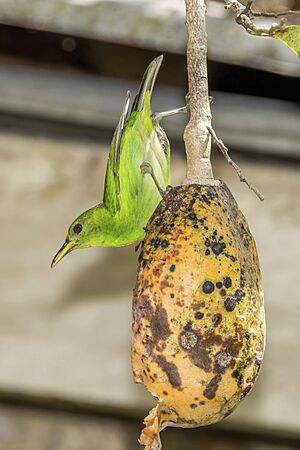 Green honeycreeper (Chlorophanes spiza guatemalensis) female Orange Walk